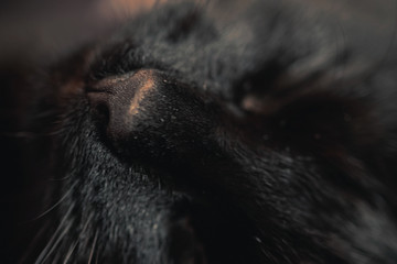Close up black cat nose. Macro muzzle detail. Shallow depth of field. Selective focus.