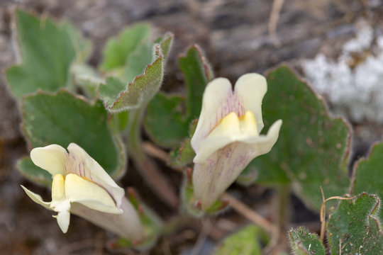 Macrophotographie de fleur sauvage - Asarina procumbens