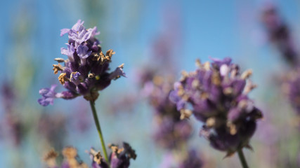 Lavender flower close up and blooming field in summer with blue sky at hokkaido japan.