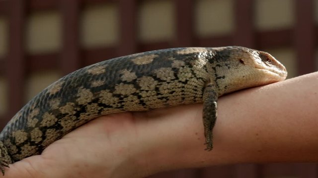 Australian sanctuary zoo keeper holding onto a blue tongue lizard. CLOSE UP. PAN LEFT.