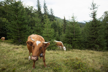 cow on pasture in the mountains