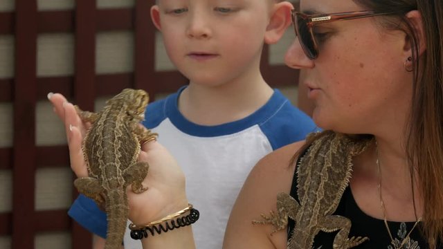 Mother holding two bearded dragon lizards while young son inspects the reptiles. LOCKED DOWN SHOT.