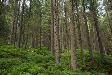 Fototapeta na wymiar green pine forest