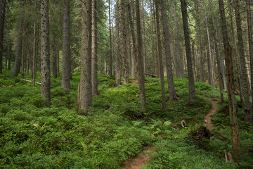 Fototapeta na wymiar path in the mountain pine forest