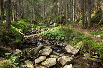 mountain stream in the forest
