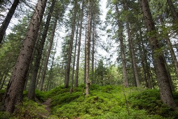 path in the mountain forest
