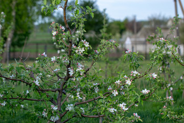 blossom apple tree background With shallow depth of field and space for text