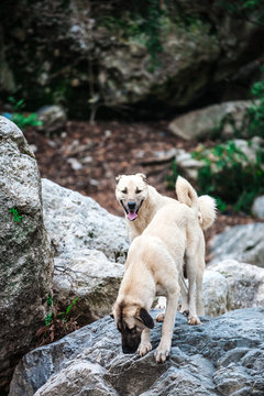Two Caucasian Shepherd Dogs Close Up.