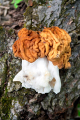 Gyromitra esculenta mushroom in spring forest