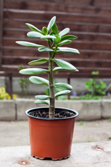 Crassula ovata in a flower pot