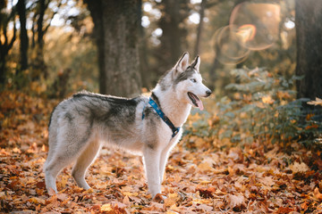 Husky dog in autumn park