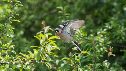 Vogel im Flug 