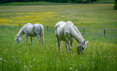 Fototapeta na wymiar Alte Pferde