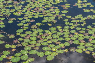 Teichrose © Cans Travel+Nature