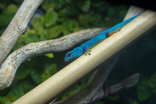 lygodactylus williamsi