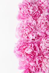 beautiful pink peony flower background