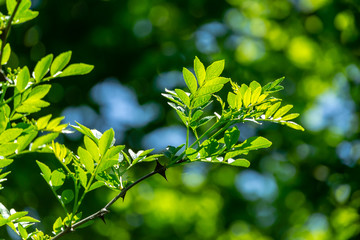 Close-up young green leaves of Zanthoxylum americanum, Prickly ash on natural spring green bokeh background.  Selective focus. Nature concept for design