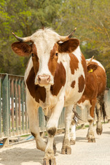 cow crossing a bridge in the Turkish countryside