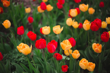 Close-up of multicolored yellow and red tulips flowers in the park