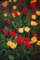 Close-up of multicolored yellow and red tulips flowers in the park