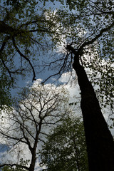 looking up in the tree canopy in the forest