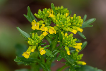 Macrophotographie de fleur sauvage - Barbarea intermedia Boreau
