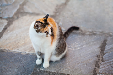 Cat sitting outdoors on gray tile