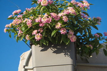 Lantana camara is a species of flowering plant within the verbena family (Verbenaceae).
