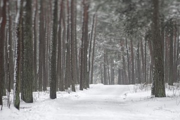 Winter landscape on a forest path in a nature reserve in Lithuania on the Curonian Spit