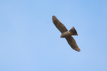 Sparviere (Accipiter nisus) in volo, silhouette sfondo cielo