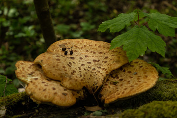 wild mushrooms in a forest in İğneada, Turkey
