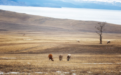 Fototapeta na wymiar Cows is grazed on a meadow on Olkhon Island, Baikal, Russia