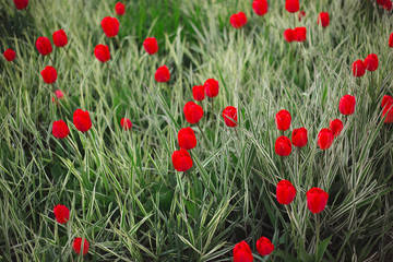 Close-up red tulips flowers among grass and greens