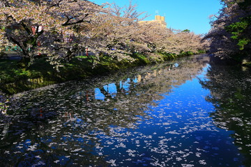 春の弘前公園