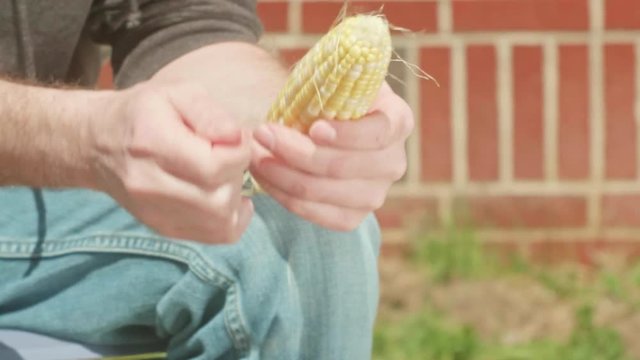 Man Brushing Off Corn Cob CLOSE UP SLOW MOTION