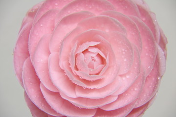八重椿ピンク softly pink camellia closeup 1