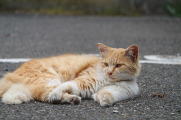 猫