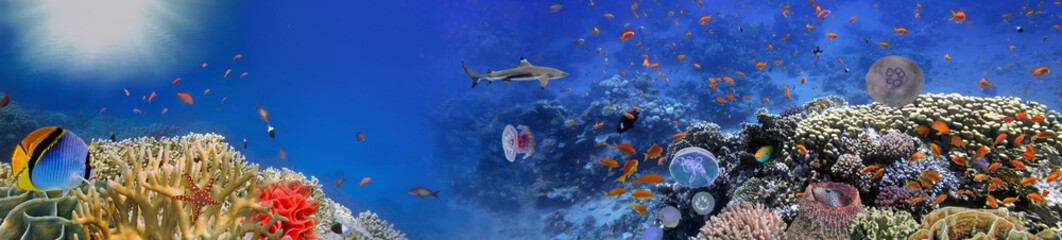 Obraz na płótnie Canvas Underwater world - panorama