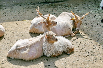 Girgentana Goats Lying on Ground on Sun