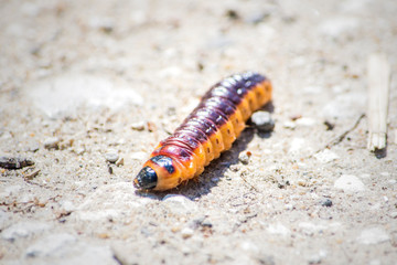 Chenille Cossus gâte-bois