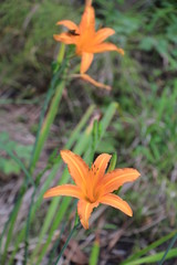 Obraz premium ハマカンゾウ