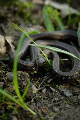 Natrix, Snake, Colubridae in the forest, close up.