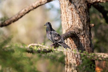 A common pigeon is sitting on a tree branch with green leaves. The pigeon is resting and enjoying the sun. Green and blue blurred background.