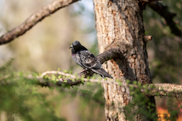 A common pigeon is sitting on a tree branch with green leaves. The pigeon is resting and enjoying the sun. Green and blue blurred background.