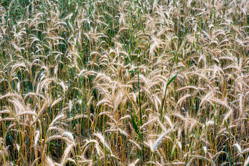 Wheat field on a sunny spring day