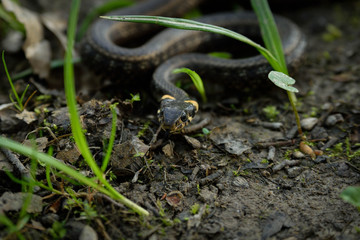 Natrix, Snake, Colubridae in the forest, close up.