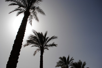 palm trees against the sky