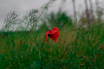 poppy in the rain