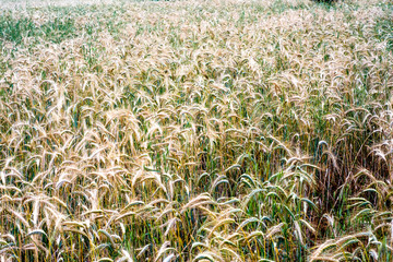 Wheat field on a sunny spring day