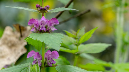 Blind nettle purple, on a green defocused background, in the forest.